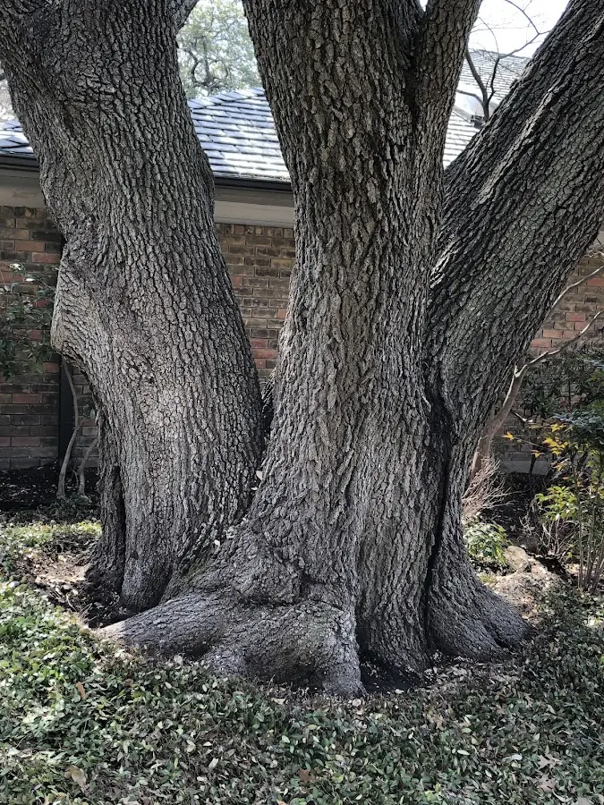 Mature heritage tree close to a Wana property cared for by certified arborists